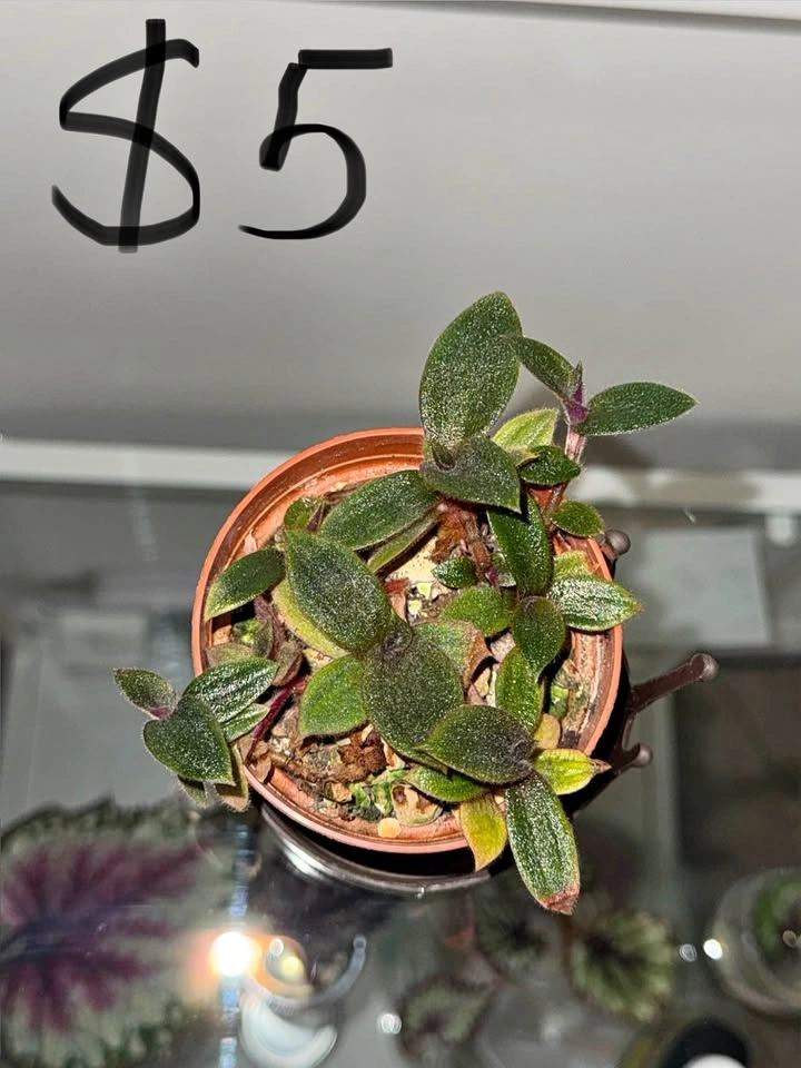 Houseplants