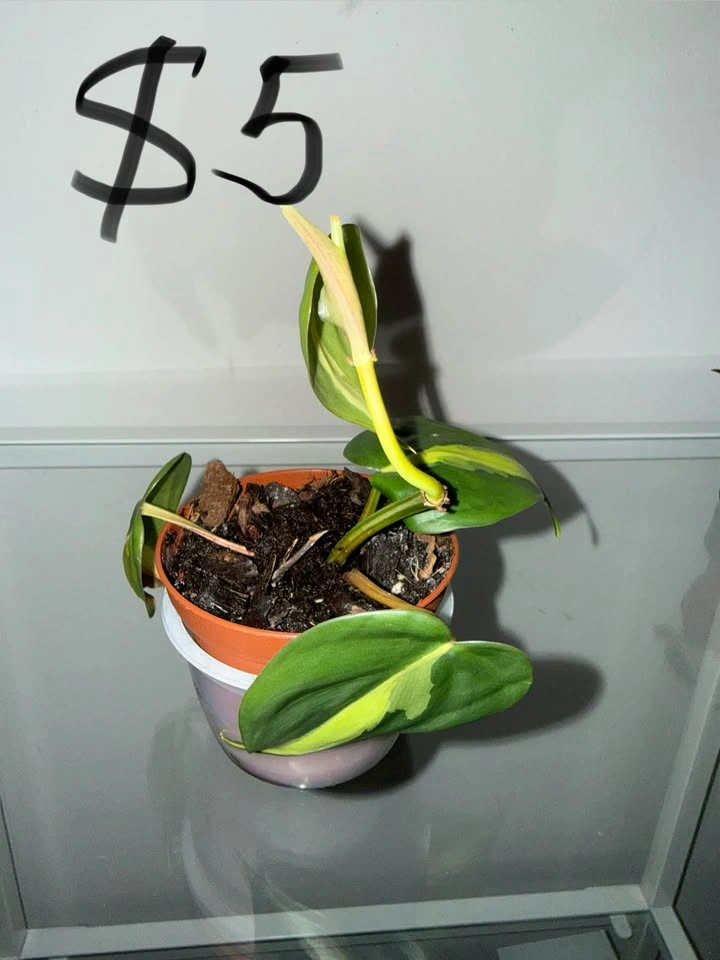Houseplants - photo 2