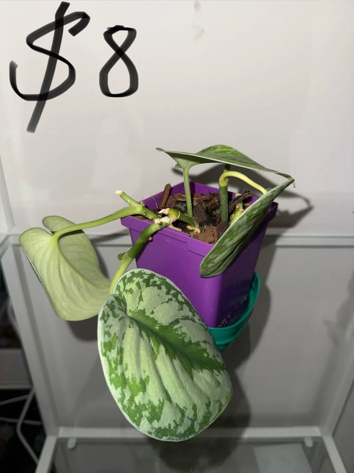 Houseplants - photo 3