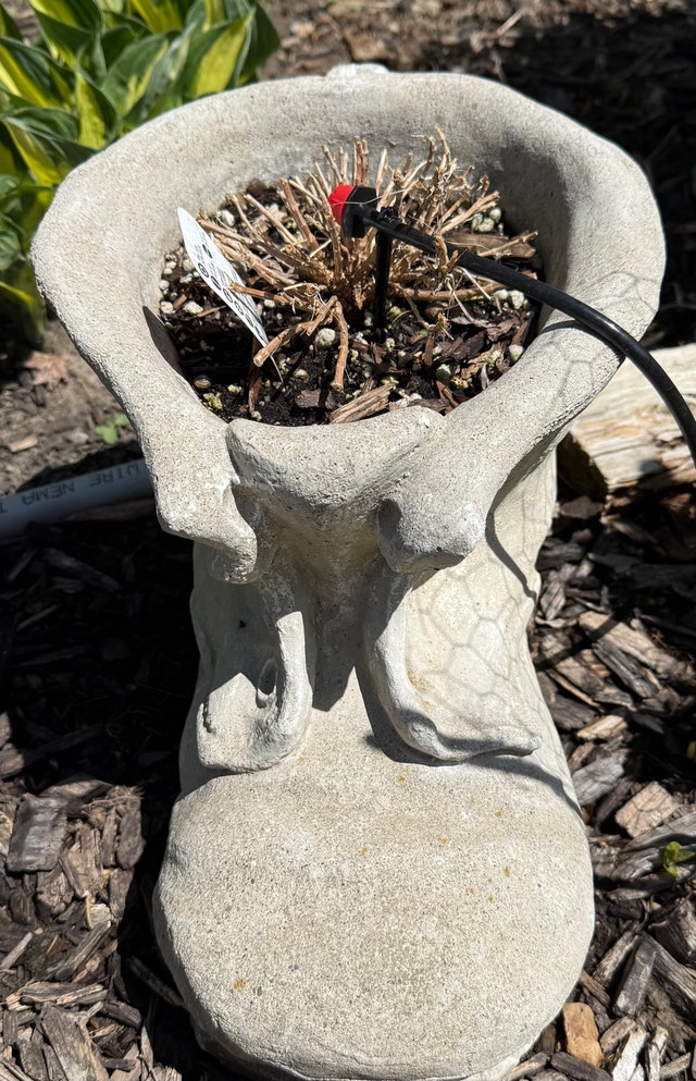 Cement Boot Planter