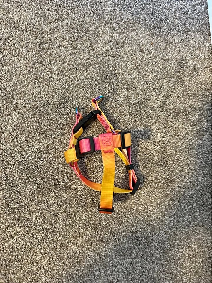 Colorful dog harness