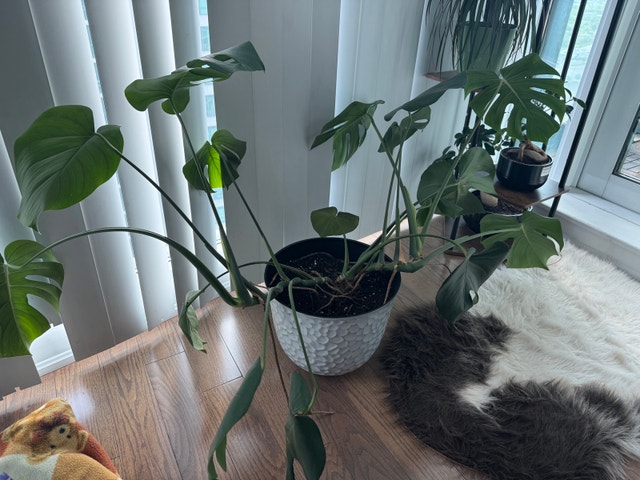 Monstera Plant