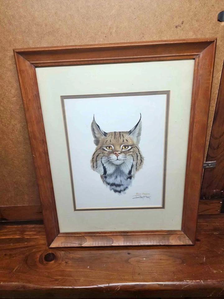 Ray Harm Bobcat Framed Print