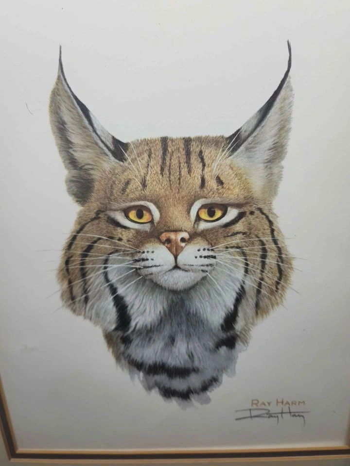 Ray Harm Bobcat Framed Print - photo 2