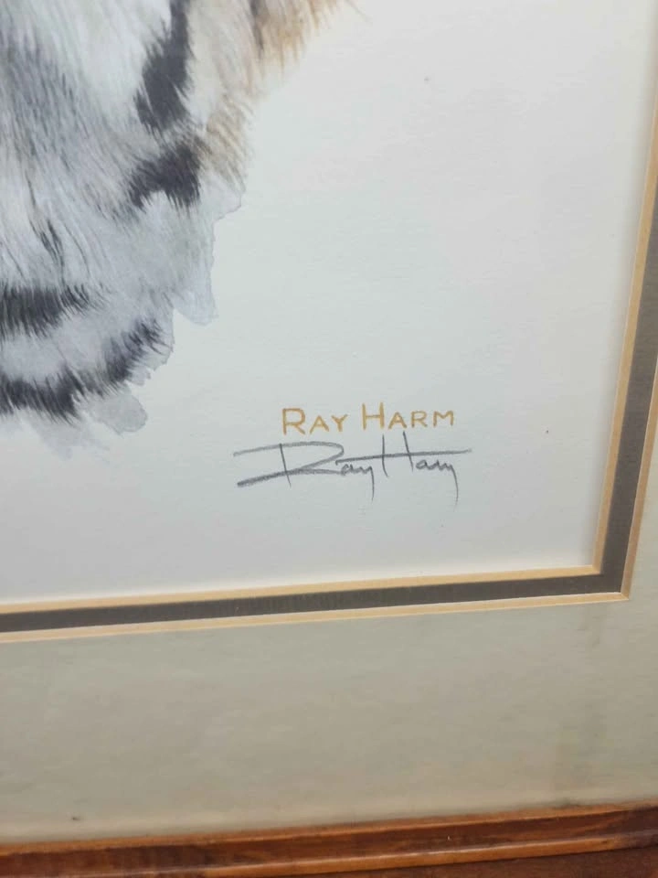 Ray Harm Bobcat Framed Print - photo 3