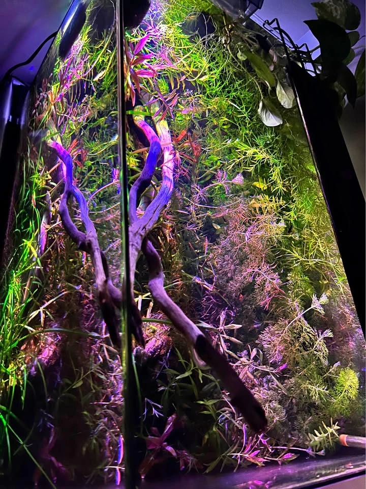 Aquatic Plants Variety