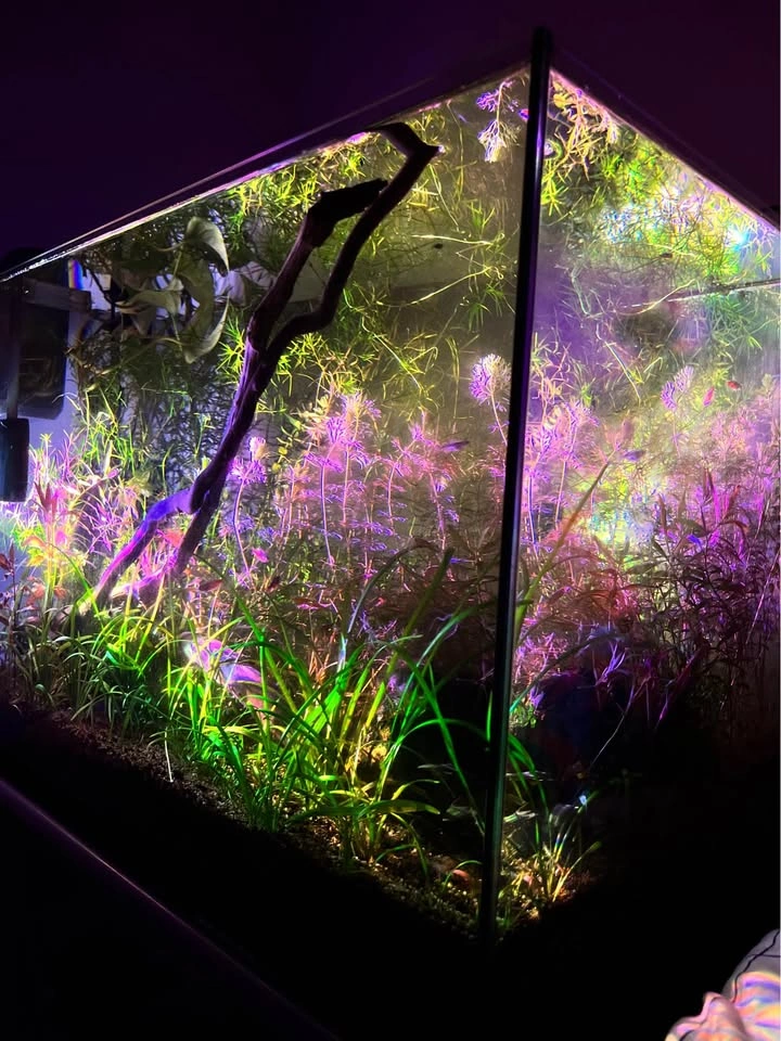 Aquatic Plants Variety - photo 2