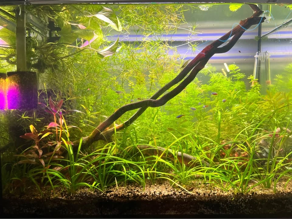 Aquatic Plants Variety - photo 3