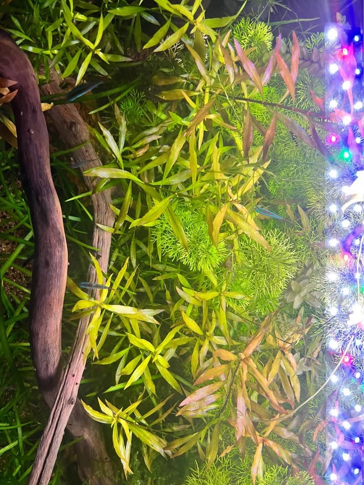Aquatic Plants Variety - photo 4