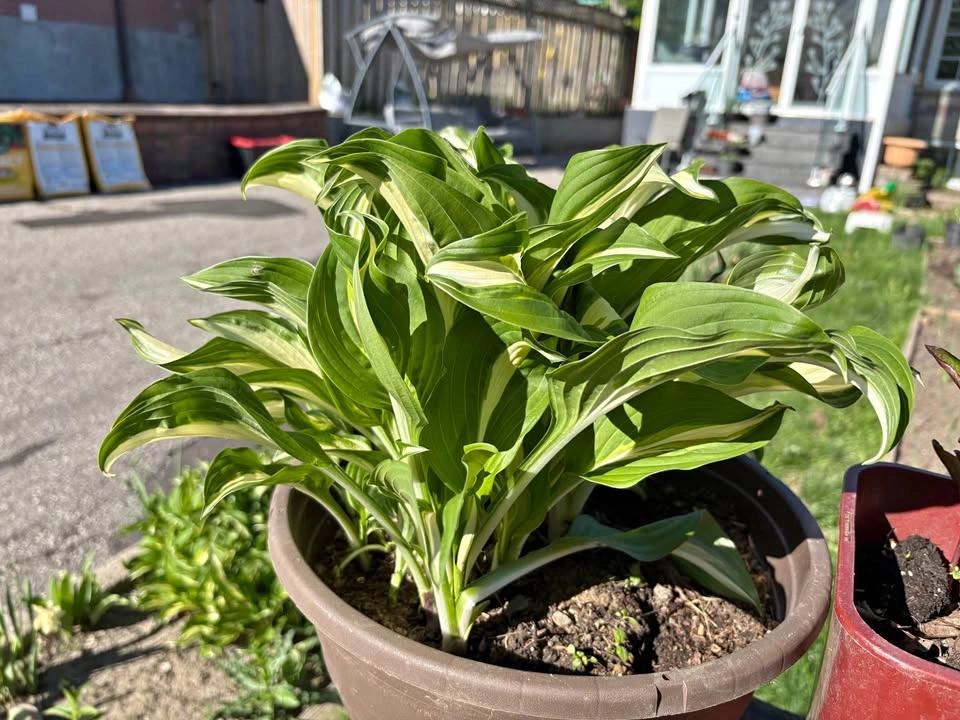 Hosta for Sale
