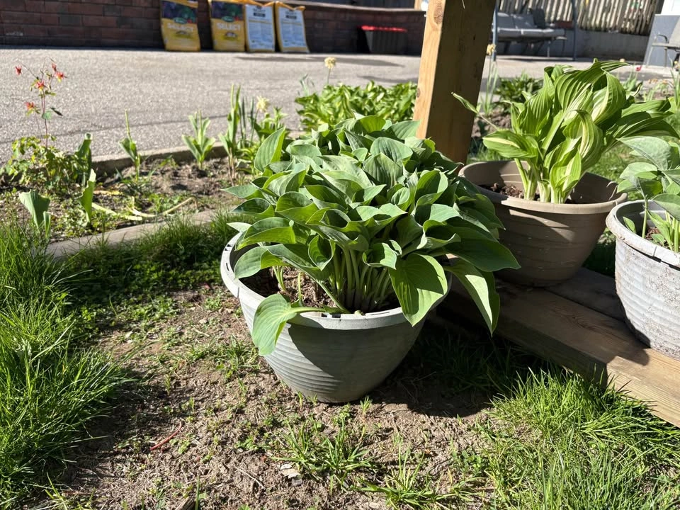 Hosta for Sale - photo 2