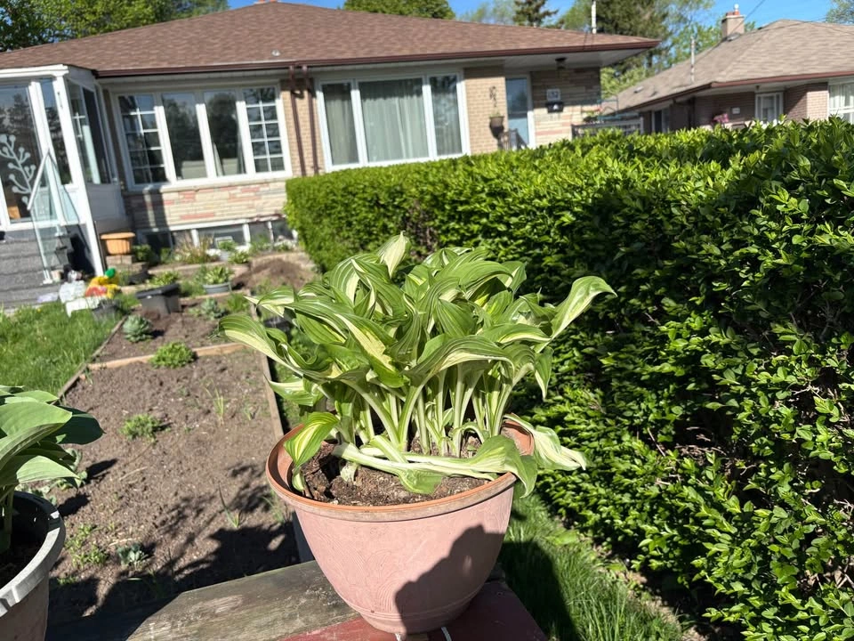 Hosta for Sale - photo 3