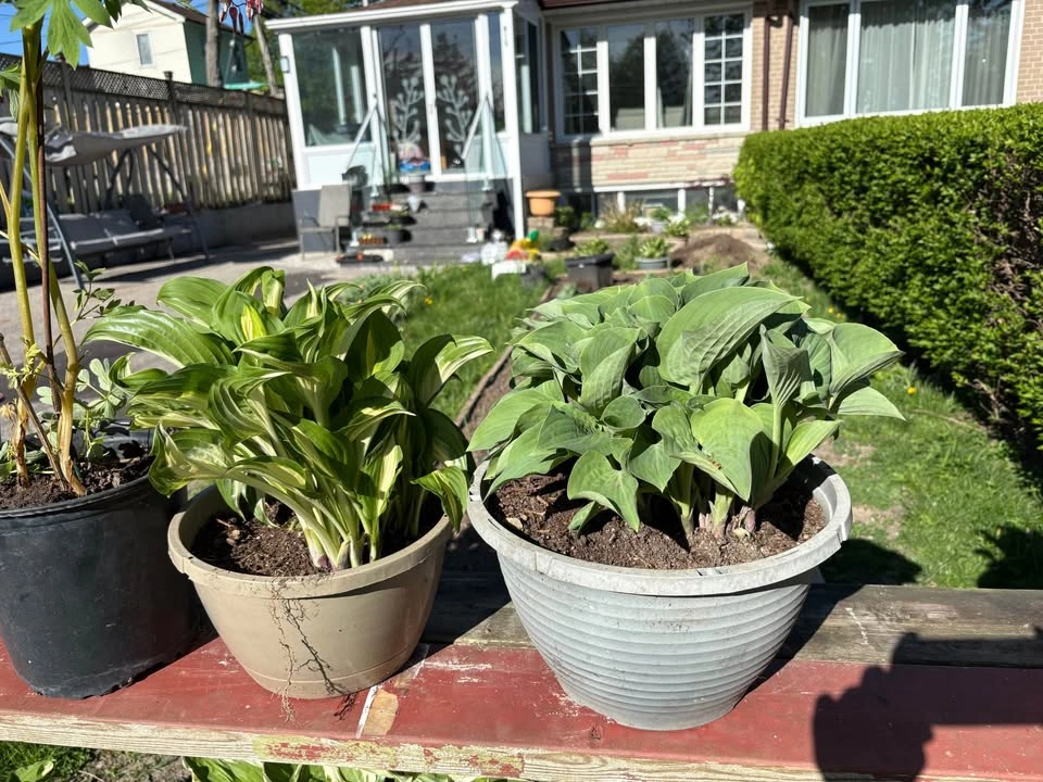 Hosta for Sale - photo 4