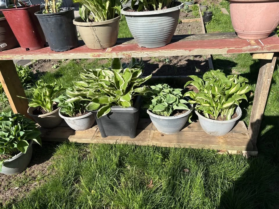 Hosta for Sale - photo 5