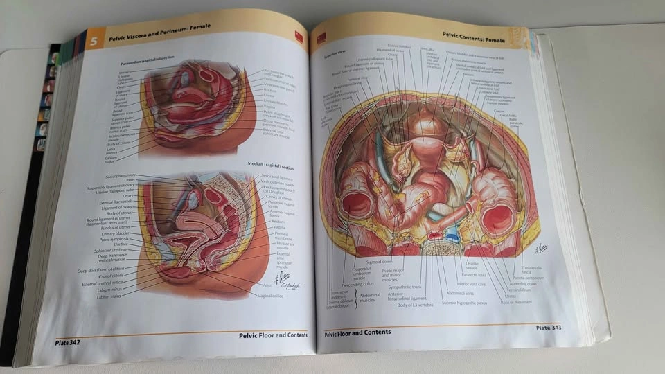 Frank H. Netter Atlas of Human Anatomy - 5th Edition - photo 3