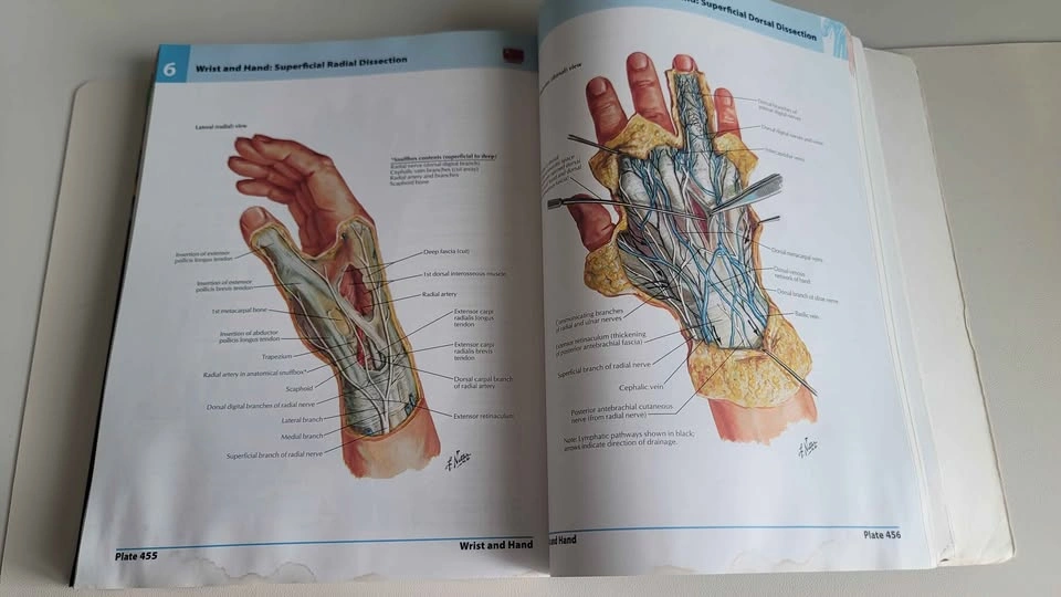 Frank H. Netter Atlas of Human Anatomy - 5th Edition - photo 4