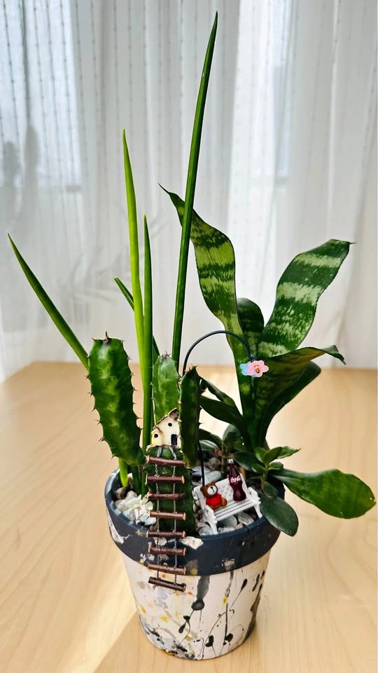 Cute handmade pot & Super low maintenance plants