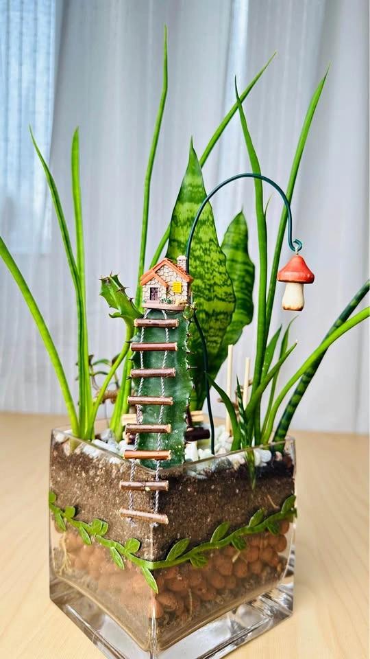 Cute plant arrangement at half price