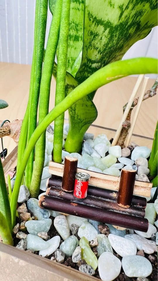 Cute plant arrangement at half price - photo 3