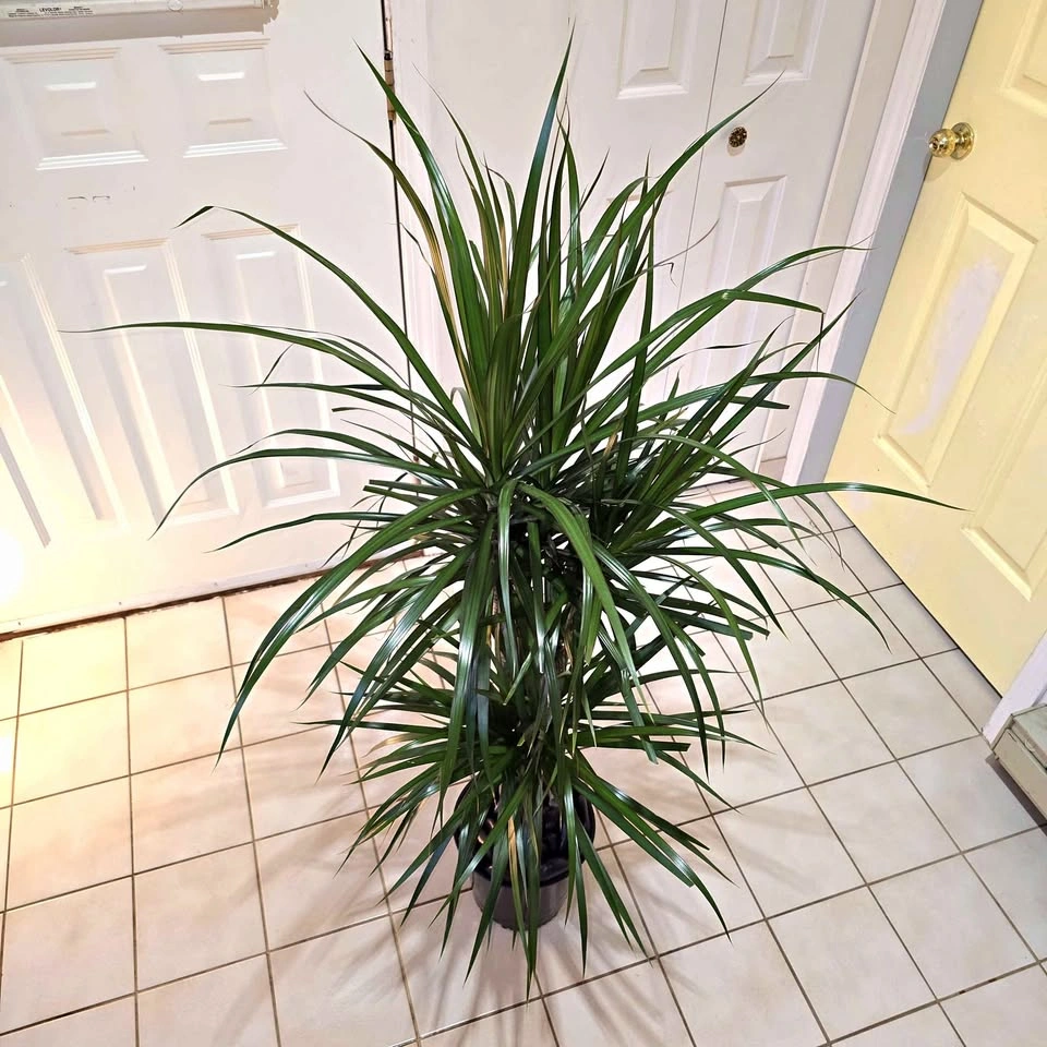 Dracaena Dragon Tree with Decorative Stones!