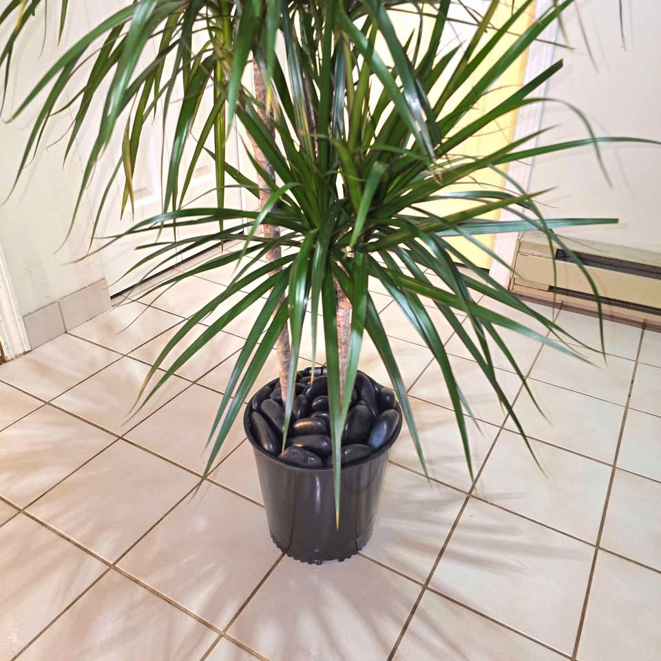 Dracaena Dragon Tree with Decorative Stones! - photo 2