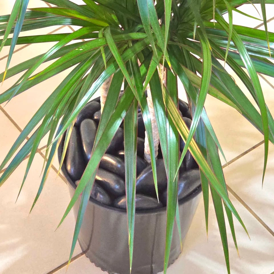 Dracaena Dragon Tree with Decorative Stones! - photo 3