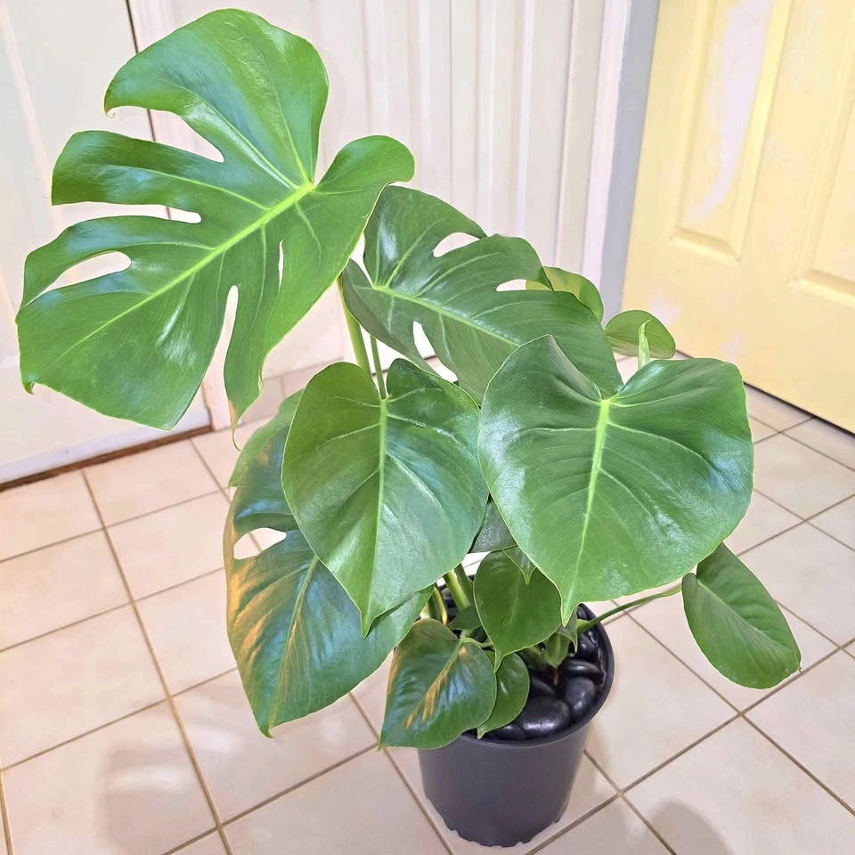 Real Monstera with Decorative Stones! | FREE DELIVERY!