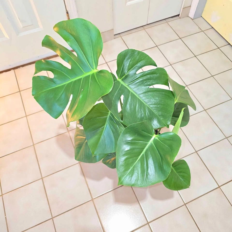 Real Monstera with Decorative Stones! | FREE DELIVERY! - photo 2