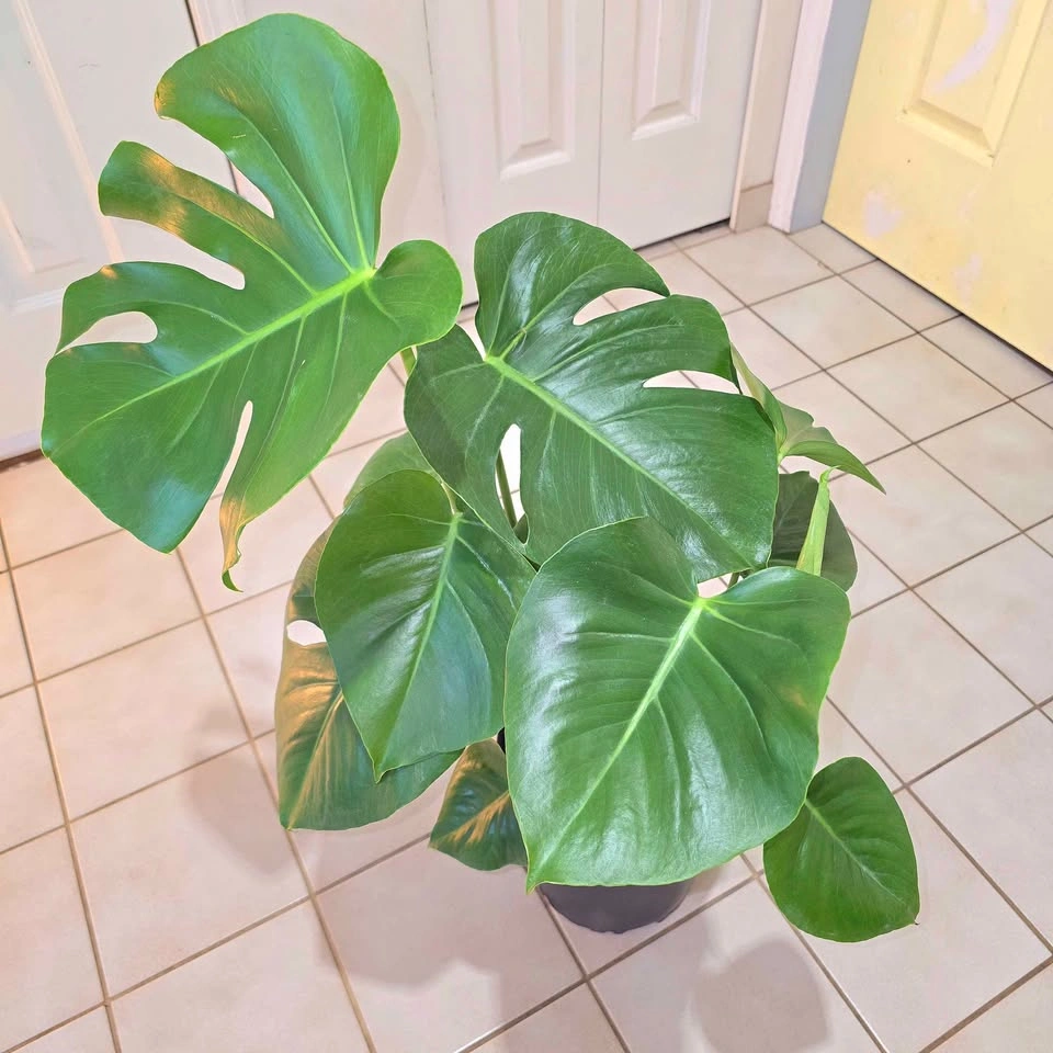Real Monstera with Decorative Stones! | FREE DELIVERY! - photo 3