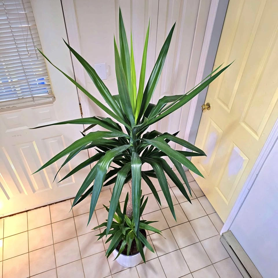 6' YUCCA CANE in waterproof ceramic! | 🟢 FREE DELIVERY!