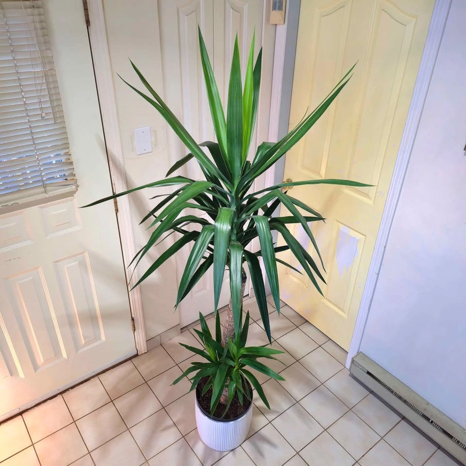 6' YUCCA CANE in waterproof ceramic! | 🟢 FREE DELIVERY! - photo 2