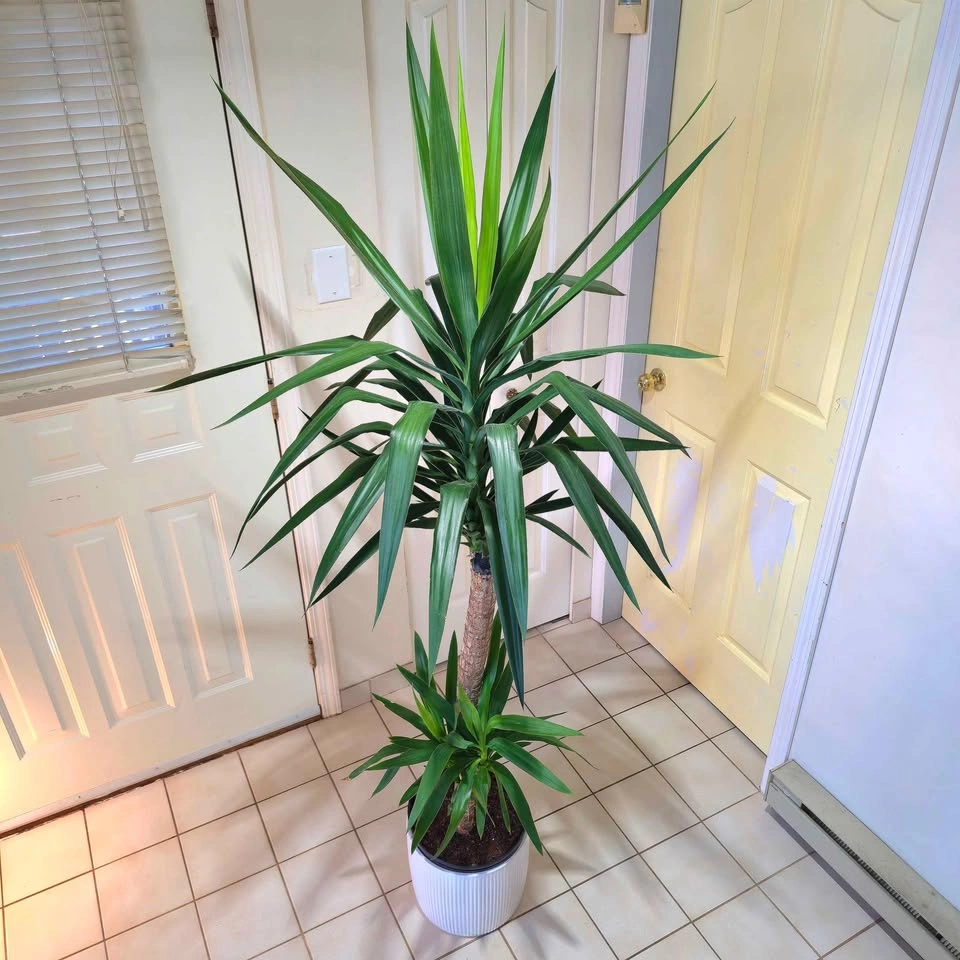6' YUCCA CANE in waterproof ceramic! | 🟢 FREE DELIVERY! - photo 3