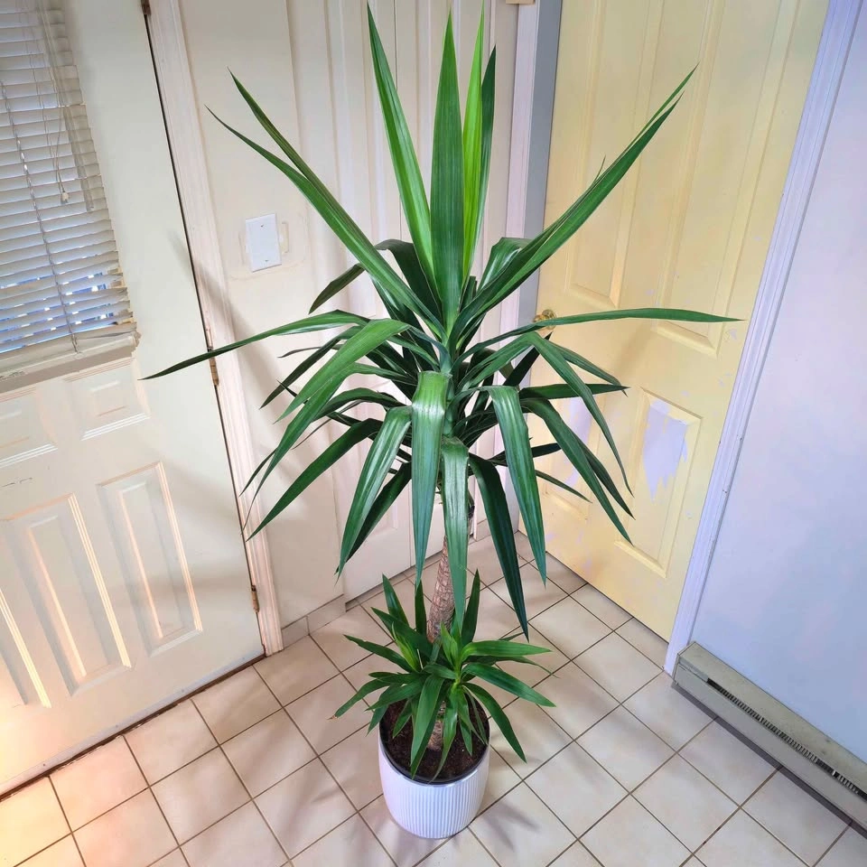 6' YUCCA CANE in waterproof ceramic! | 🟢 FREE DELIVERY! - photo 4