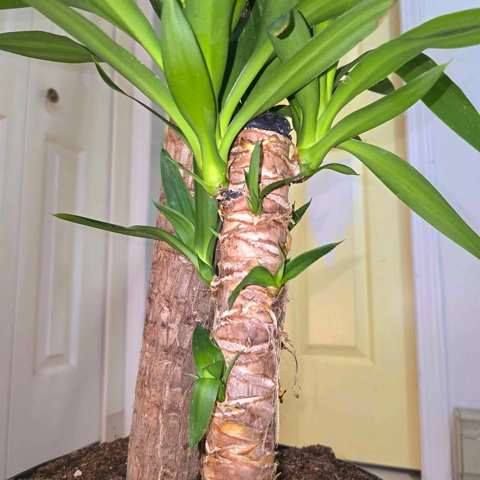 6' YUCCA CANE in waterproof ceramic! | 🟢 FREE DELIVERY! - photo 5
