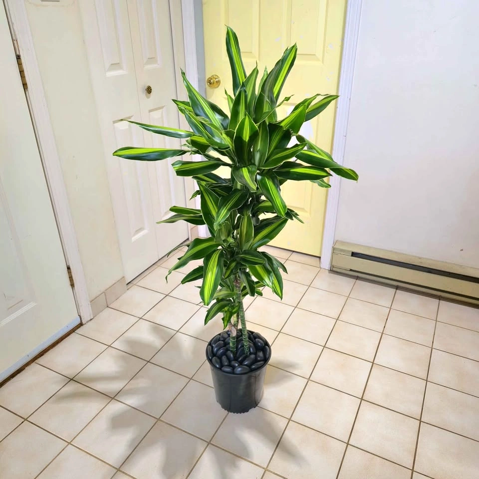 Real Dracaena Cintho with Decorative Stones!