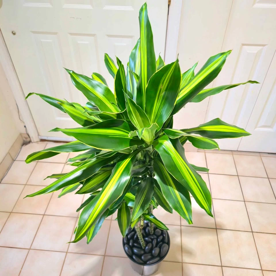 Real Dracaena Cintho with Decorative Stones! - photo 2