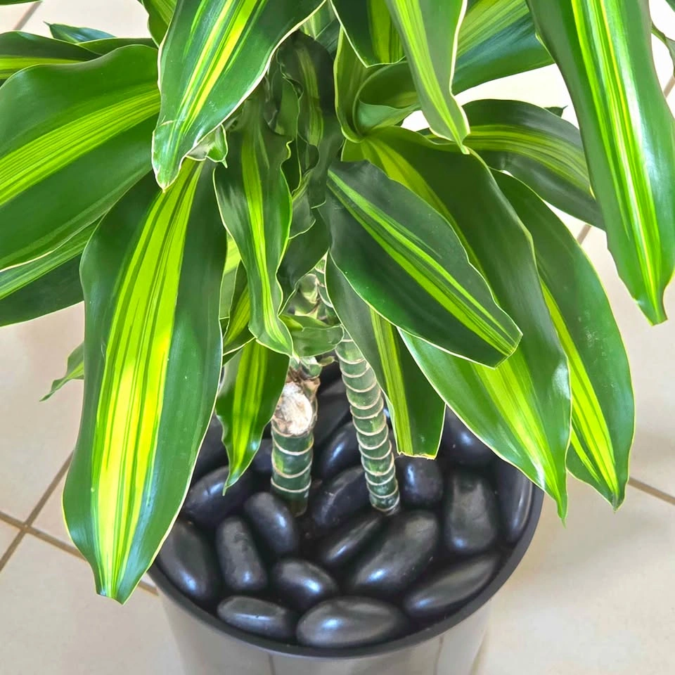 Real Dracaena Cintho with Decorative Stones! - photo 3