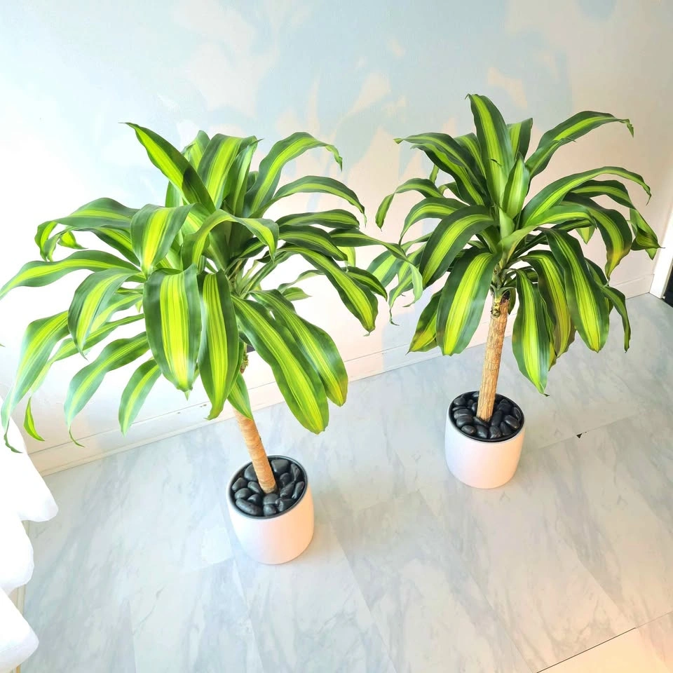 Dracaena Set in Ceramic | 3.5' Real Indoor Plant! | 🟢 FREE DELIV