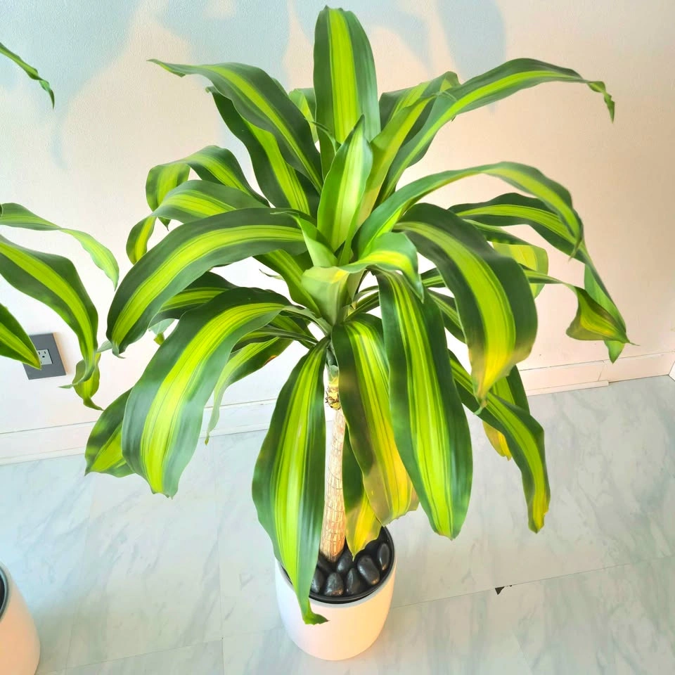Dracaena Set in Ceramic | 3.5' Real Indoor Plant! | 🟢 FREE DELIV - photo 2