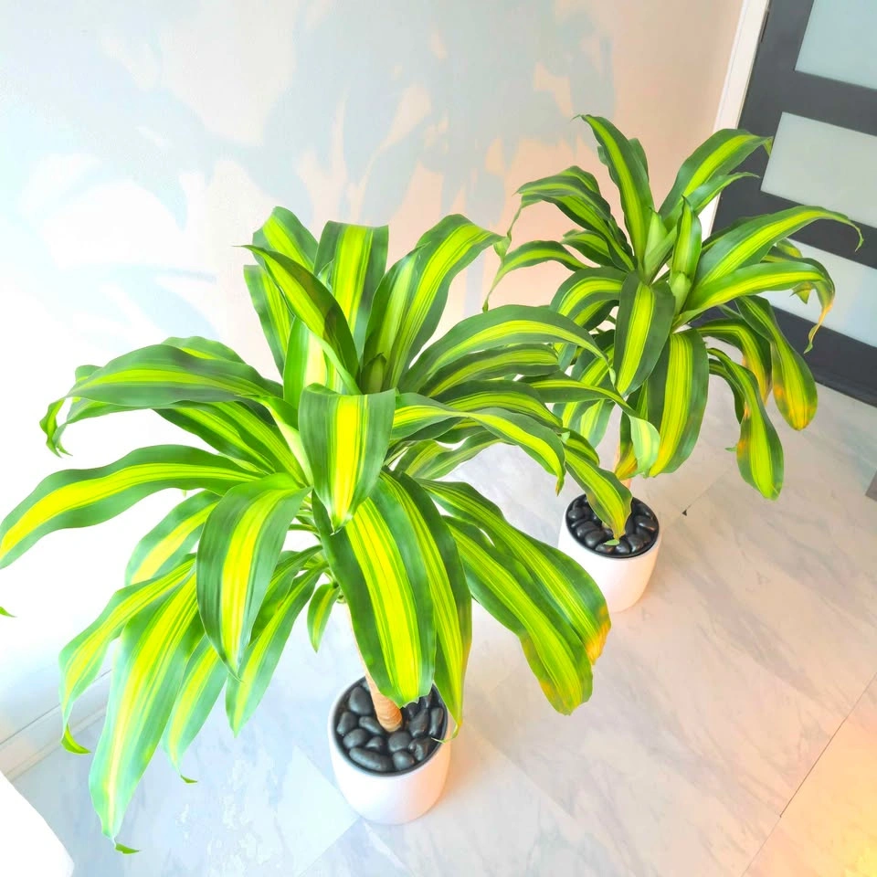 Dracaena Set in Ceramic | 3.5' Real Indoor Plant! | 🟢 FREE DELIV - photo 3