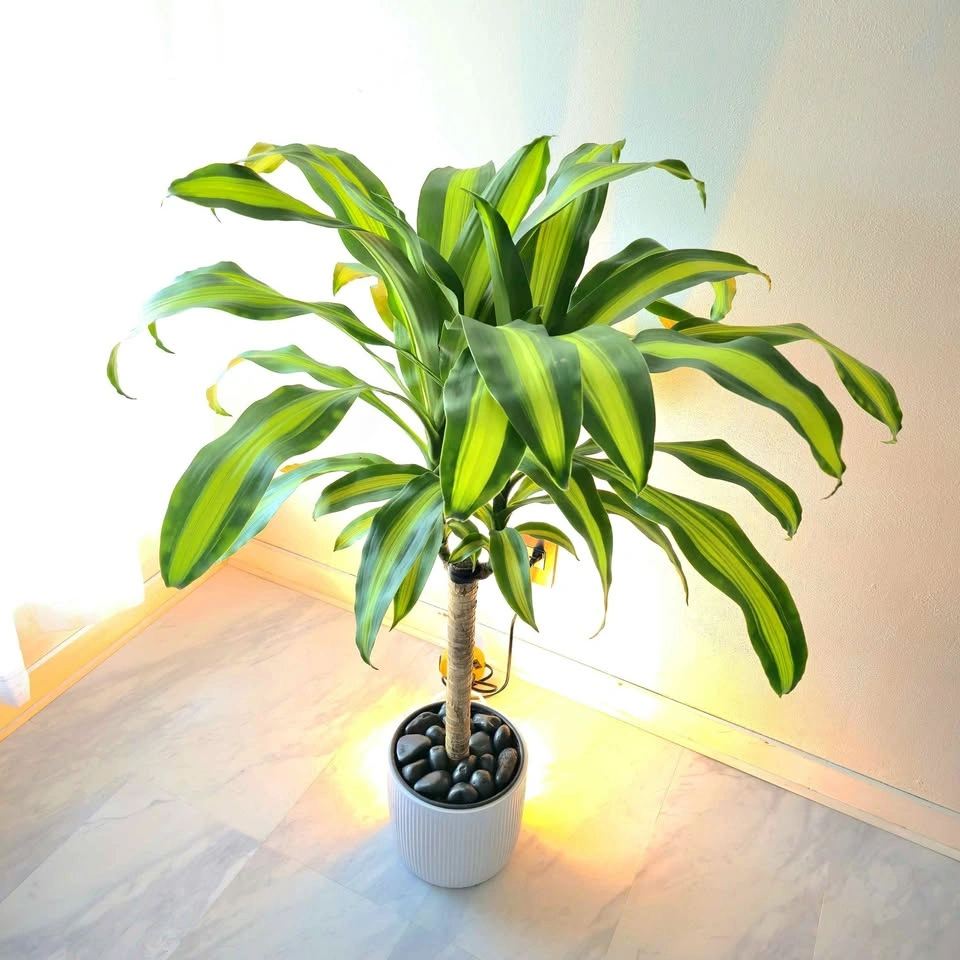 Dracaena Fragrans | 3.5' Real Indoor Plant | 🟢 FREE DELIVERY!