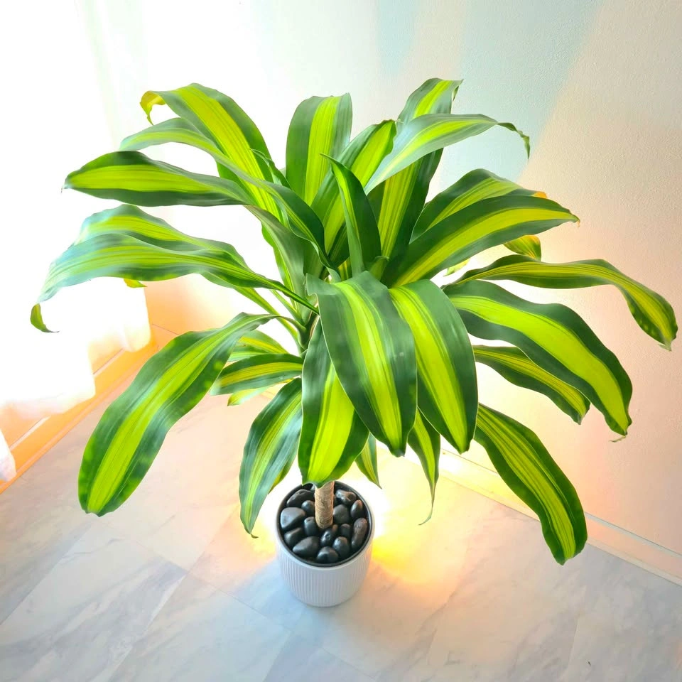 Dracaena Fragrans | 3.5' Real Indoor Plant | 🟢 FREE DELIVERY! - photo 2