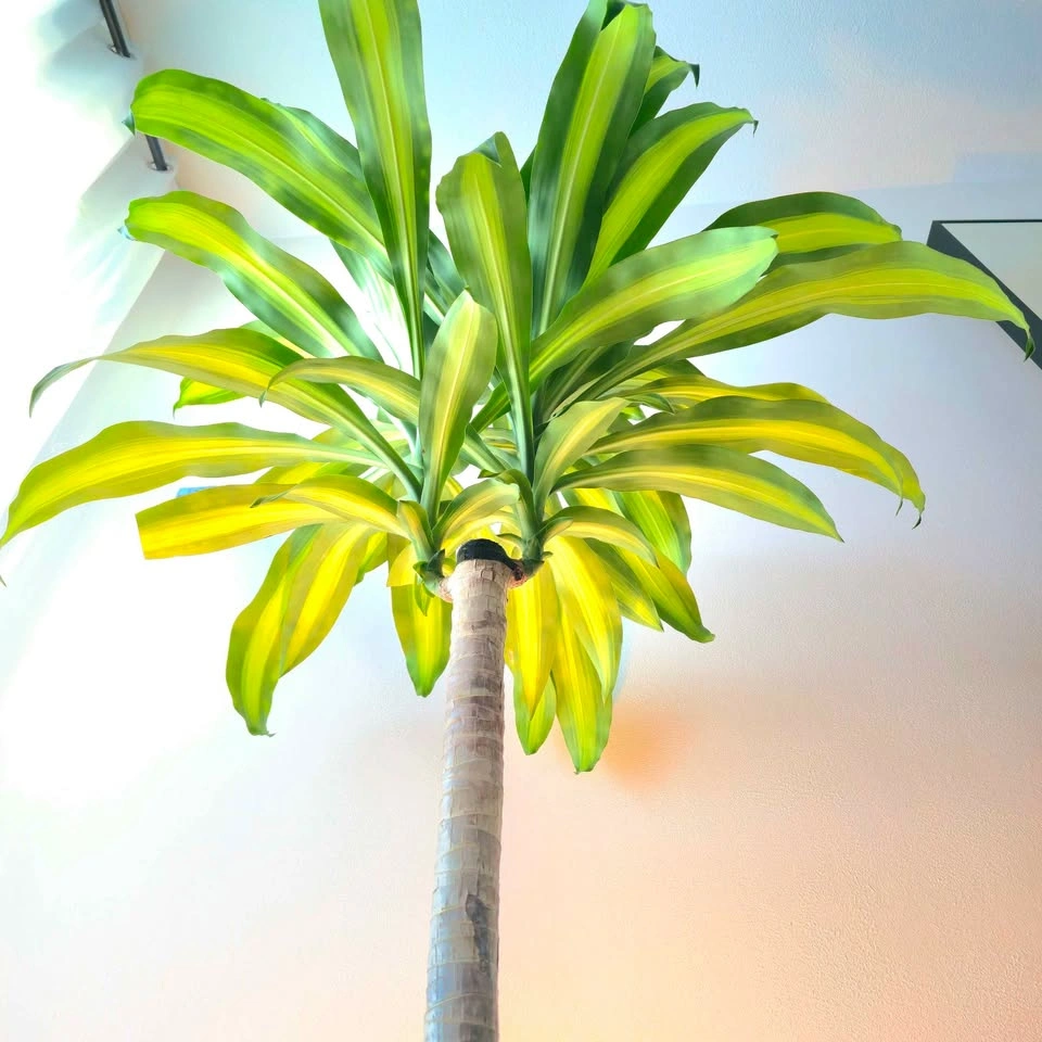 Dracaena Fragrans | 3.5' Real Indoor Plant | 🟢 FREE DELIVERY! - photo 3