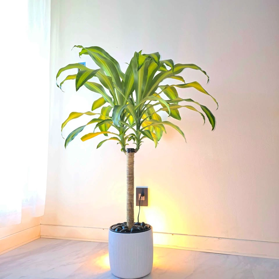 Dracaena Fragrans | 3.5' Real Indoor Plant | 🟢 FREE DELIVERY! - photo 4