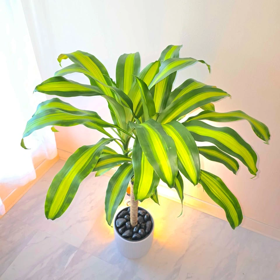 Dracaena Fragrans | 3.5' Real Indoor Plant | 🟢 FREE DELIVERY! - photo 5