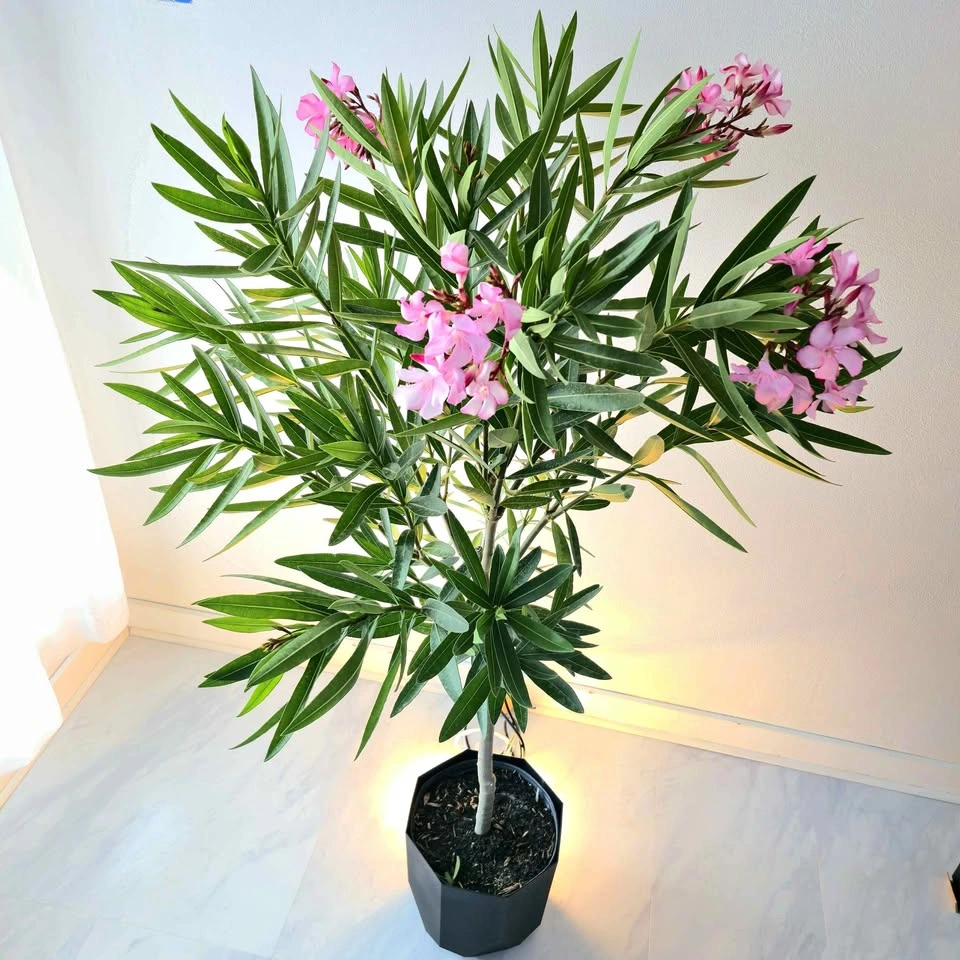 Oleander with fragrant flowers! Comes with planter and fertilize