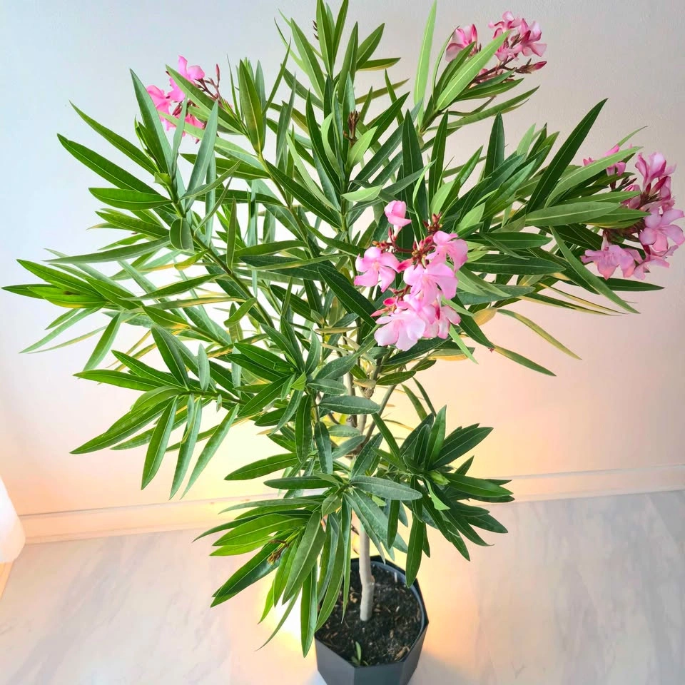 Oleander with fragrant flowers! Comes with planter and fertilize - photo 2