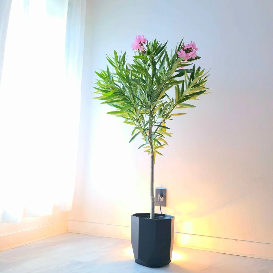 Oleander with fragrant flowers! Comes with planter and fertilize - photo 3