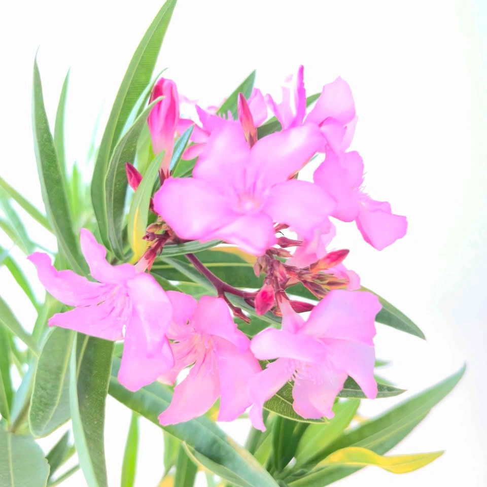 Oleander with fragrant flowers! Comes with planter and fertilize - photo 4