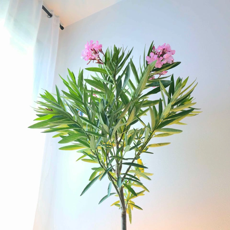 Oleander with fragrant flowers! Comes with planter and fertilize - photo 5